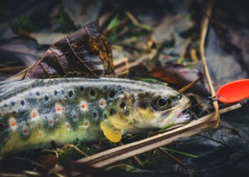 Forellenangeln im Herbst | Bachforelle