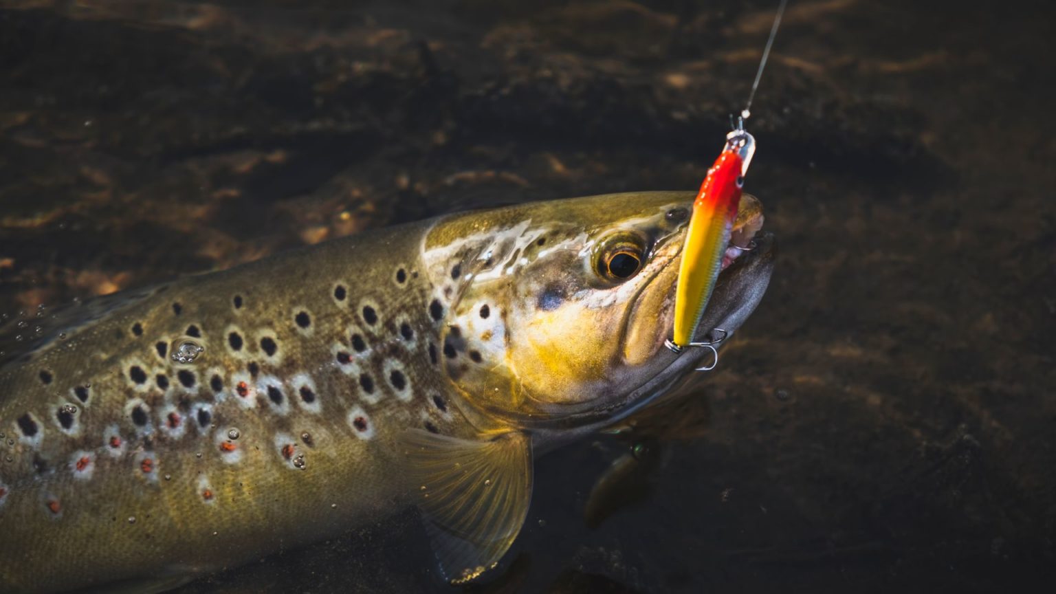 Bachforelle angeln (Salmo trutta fario) | Steckbrief | Köder