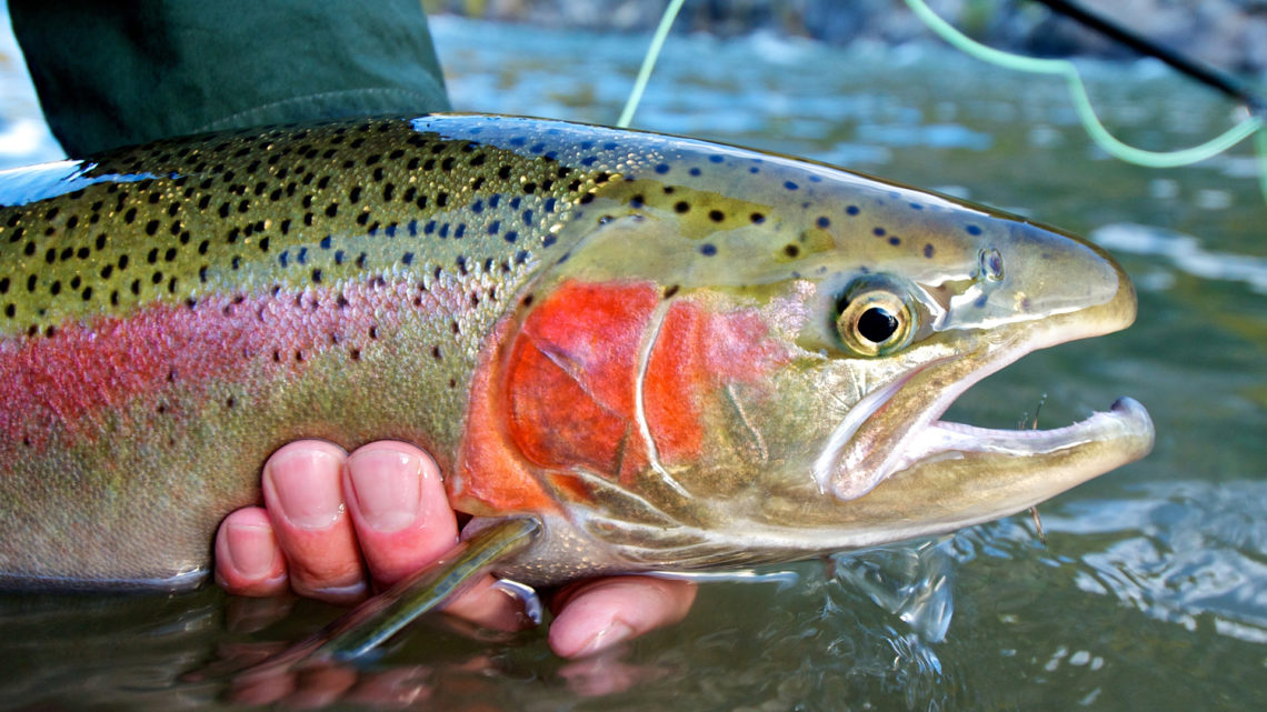 regenbogenforelle