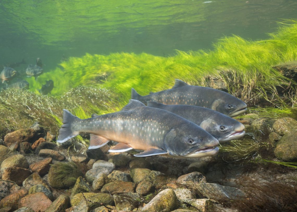 Salmoniden Welche Fische gehören zu den Lachsartigen?