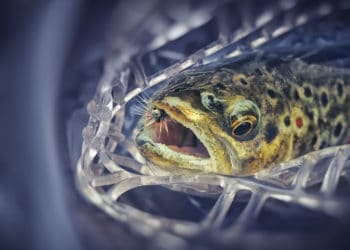 modernes forellenangeln