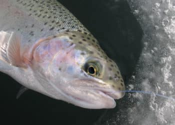 forellenangeln im winter