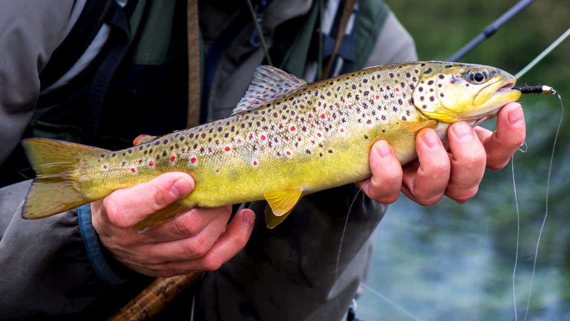 Forellenangeln im Frühjahr