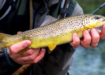 Forellenangeln im Frühjahr