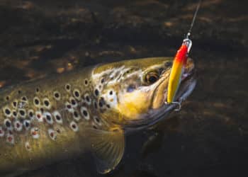 Forellenangeln mit Wobbler