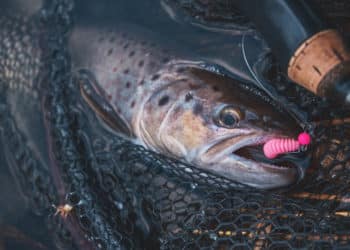 forellenangeln-twister