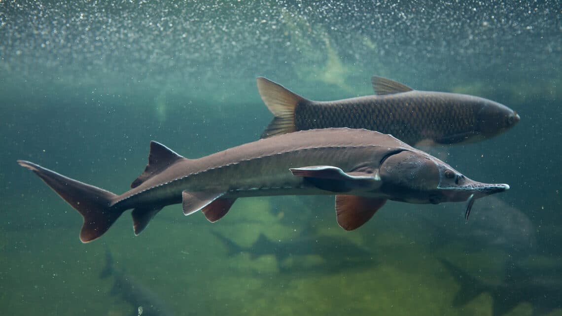 Besatzfische im Forellenteich: Segen oder Störfaktor?