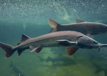 Besatzfische im Forellenteich: Segen oder Störfaktor?